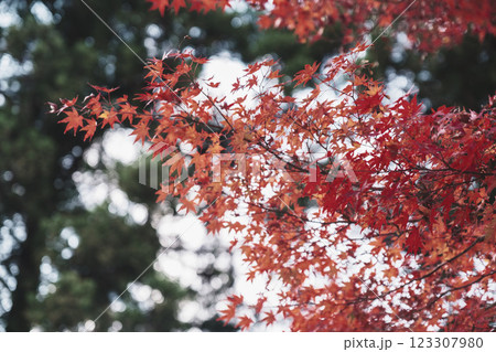[古知谷 阿弥陀寺]色鮮やかな紅葉 123307980