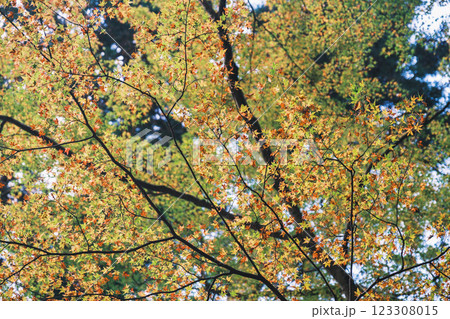 [古知谷 阿弥陀寺]色鮮やかな紅葉が秋の訪れを告げる 123308015