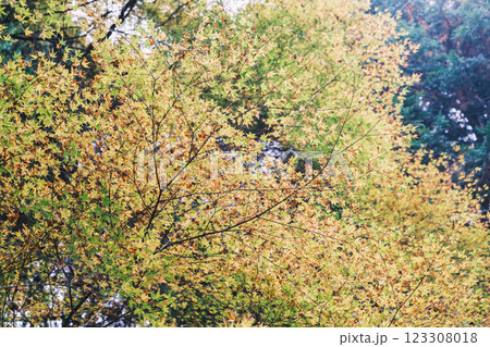 [古知谷 阿弥陀寺]色鮮やかな紅葉が秋の訪れを告げる 123308018