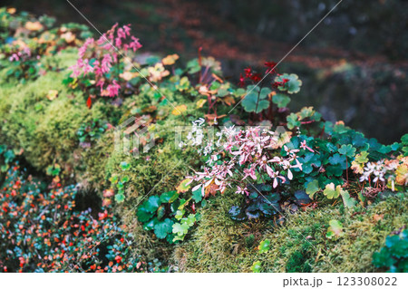 [古知谷 阿弥陀寺]道端に咲くきれいな花 123308022