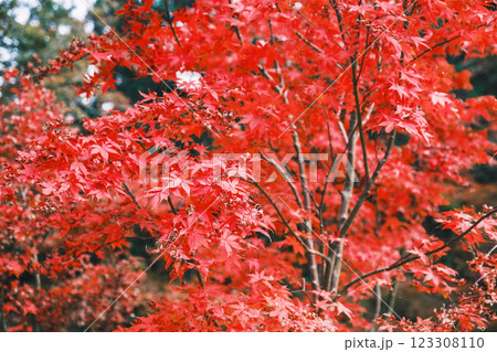 [古知谷 阿弥陀寺]美しい紅葉が印象的な風景 123308110