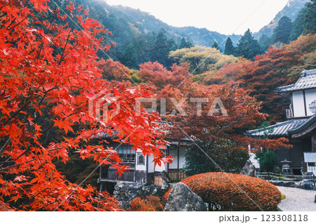 [古知谷 阿弥陀寺]美しい紅葉が印象的な風景 123308118
