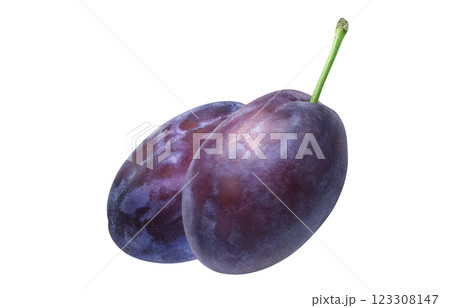プルーン イラスト リアル 123308147