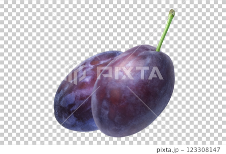 プルーン イラスト リアル 123308147