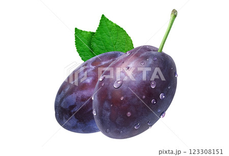 プルーン イラスト リアル プルーン イラスト リアル 123308151