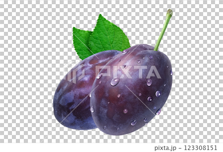 プルーン イラスト リアル プルーン イラスト リアル 123308151