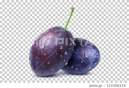 プルーン イラスト リアル プルーン イラスト リアル 123308154