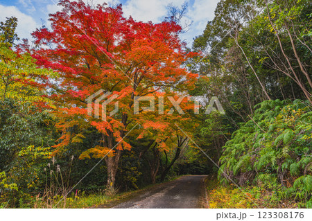 浜松市にある静岡県立森林公園の紅葉の中を歩く風景(静岡県) 123308176