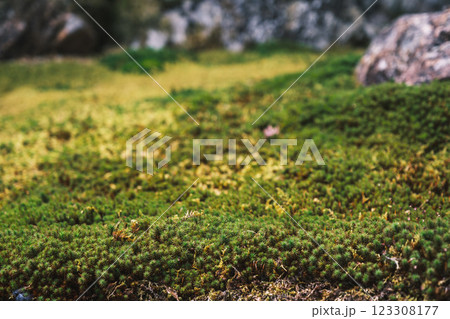 [古知谷 阿弥陀寺]きれいな緑色の苔 123308177