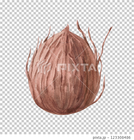Coconut fruit. Isolated watercolor illustration in realistic style for design of tourist brochures, cosmetics, travel blogs, printing on fabric. Coconut fruit. Isolated watercolor illustration in realistic style for design of tourist brochures, cosmetics, travel blogs, printing on fabric. 123308486