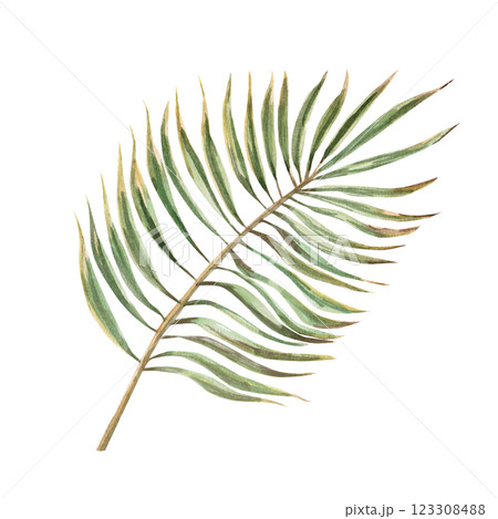 Palm branch. Isolated watercolor illustration in realistic style for design of tourist brochures, travel blogs, printing on fabric. 123308488