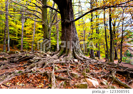 Colorful trees and leaves in autumn in the Montseny Natural Park in Barcelona, Spain Colorful trees and leaves in autumn in the Montseny Natural Park in Barcelona, Spain 123308591