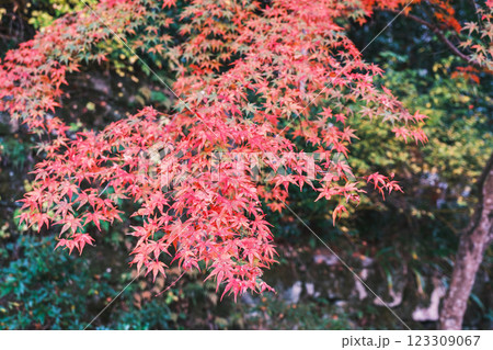 [三千院]色鮮やかな紅葉 123309067
