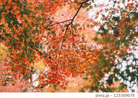 [三千院]色鮮やかな紅葉 123309070