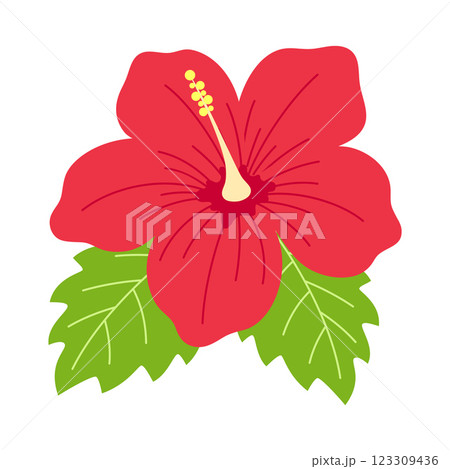 hibiscus flower isolated hibiscus flower isolated 123309436