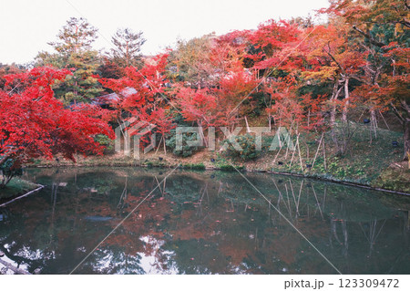 [高台寺]色鮮やかな紅葉が魅力の京都のお寺 123309472