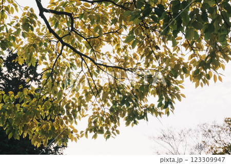 [琵琶湖疏水]明治時代の遺跡と美しい紅葉 123309947