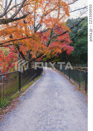 [琵琶湖疏水]明治時代の遺跡と美しい紅葉 123309950