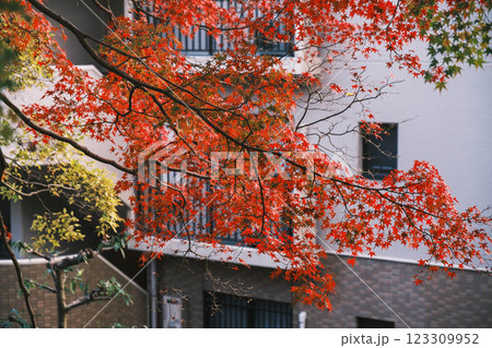 [琵琶湖疏水]明治時代の遺跡と美しい紅葉 123309952