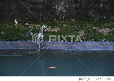 [琵琶湖疏水]大きな鳥 123309968