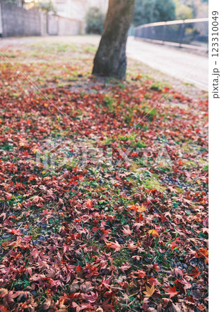 [琵琶湖疏水]地面に落ちた紅葉 123310049