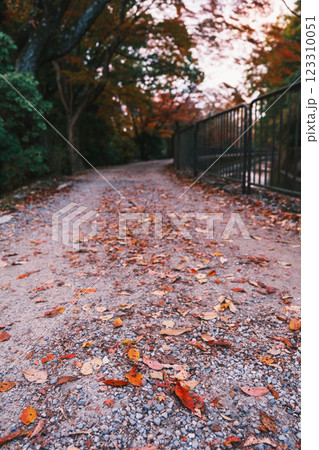 [琵琶湖疏水]地面に落ちた紅葉 123310051