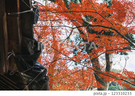 [毘沙門堂門跡]色鮮やかな紅葉と歴史的なお寺 123310233