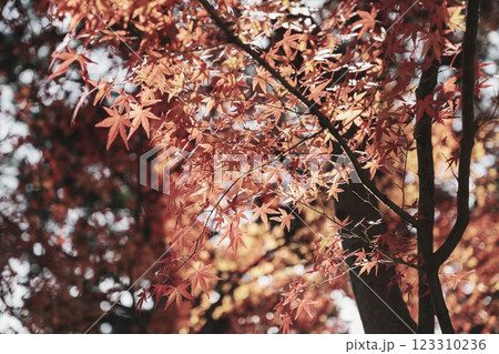 [毘沙門堂門跡]色鮮やかな紅葉と歴史的なお寺 123310236