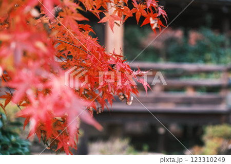 [毘沙門堂門跡]色鮮やかな紅葉と歴史的なお寺 123310249