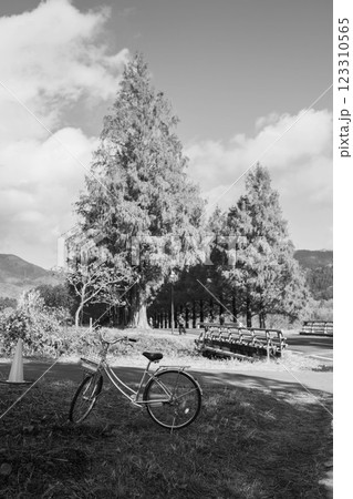 [メタセコイア並木]秋の到来を告げる色鮮やかな風景 123310565