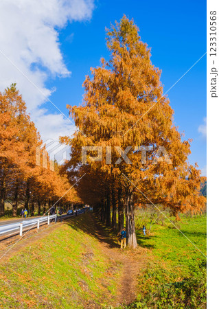 [メタセコイア並木]秋の到来を告げる色鮮やかな風景 123310568