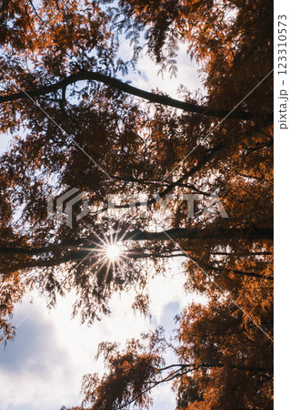 [メタセコイア並木]秋の到来を告げる色鮮やかな風景 123310573