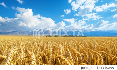 Close-up of barley against distant snow capped mountains. 123310899
