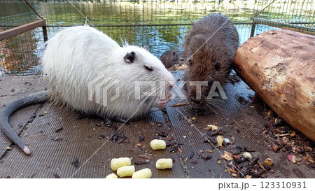 Myocastor coypus nutria eating Myocastor coypus nutria eating 123310931