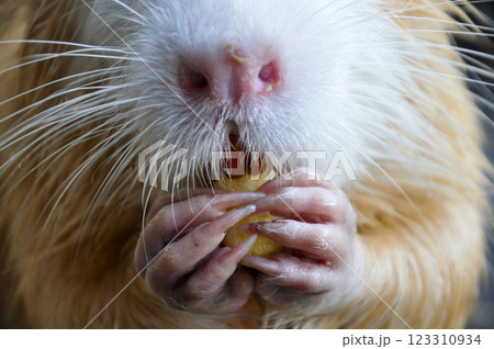Myocastor coypus holds and eats food in its paws Myocastor coypus holds and eats food in its paws 123310934