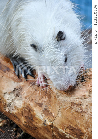 nutria sharpens its teeth on a wooden log 123310936
