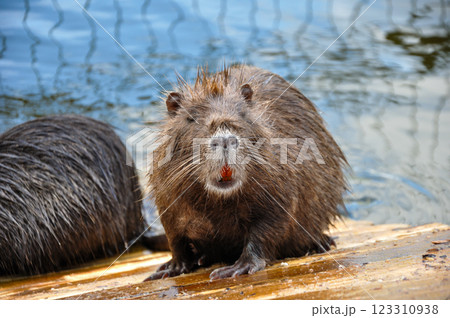 Myocastor coypus nutria 123310938