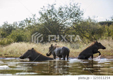 Common warthog in Greater Kruger National park, South Africa 123311254
