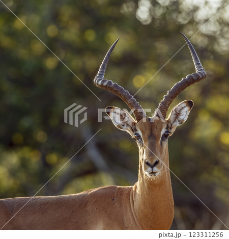 Common Impala in Greater Kruger National park, South Africa Common Impala in Greater Kruger National park, South Africa 123311256