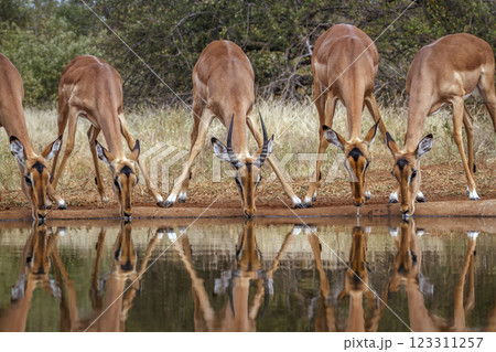 Common Impala in Greater Kruger National park, South Africa 123311257