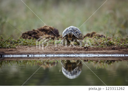 Leopard tortoise  in Greater Kruger National park, South Africa 123311262