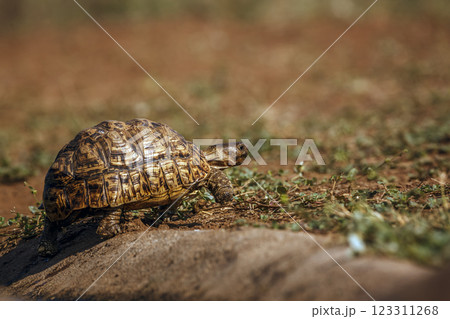Leopard tortoise  in Greater Kruger National park, South Africa 123311268