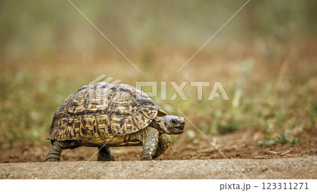Leopard tortoise  in Greater Kruger National park, South Africa 123311271