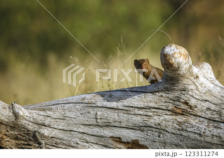Slender mongoose in Greater Kruger National park, South Africa 123311274