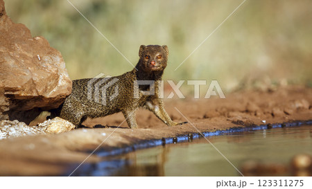 Slender mongoose in Greater Kruger National park, South Africa 123311275