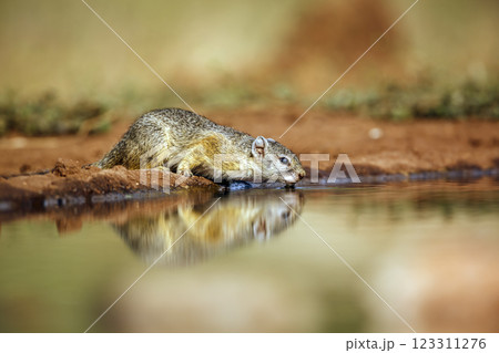 Smith bush squirrel in Greater Kruger National park, South Africa 123311276