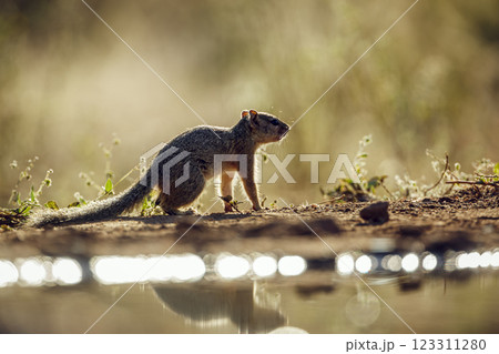 Smith bush squirrel in Greater Kruger National park, South Africa Smith bush squirrel in Greater Kruger National park, South Africa 123311280