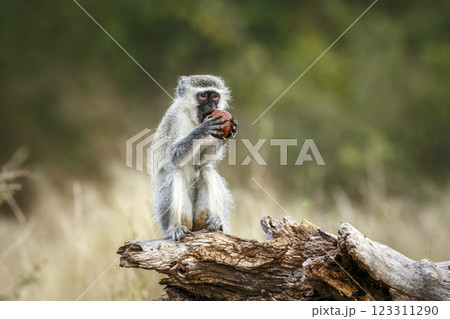 Vervet monkey in Greater Kruger National park, South Africa 123311290