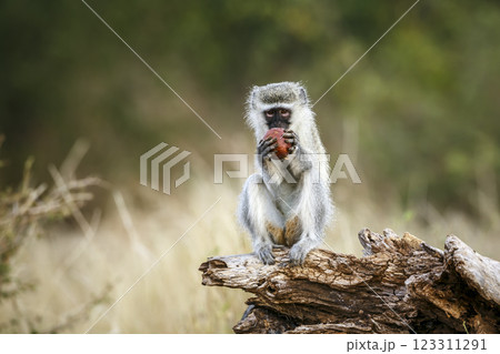 Vervet monkey in Greater Kruger National park, South Africa 123311291