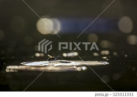 Ant killing wasp in middle of water with flakes Ant killing wasp in middle of water with flakes 123311331